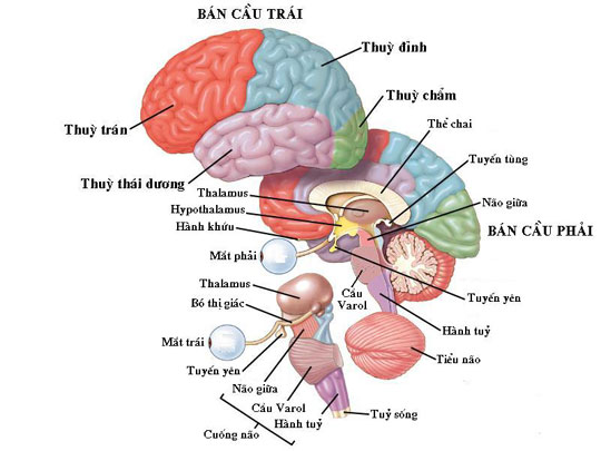 Tiến bộ mới của khoa học thần kinh