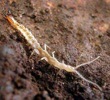 Phát hiện động vật mới trong lòng đất