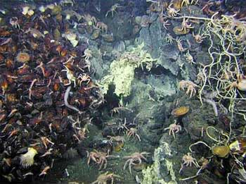 Những bí ẩn trong lòng đại dương