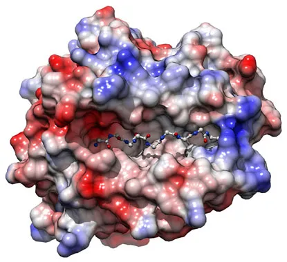 Phát hiện biến thể gen HLA-B giúp ngăn chặn HIV