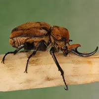 Những “kẻ khổng lồ” trong thế giới côn trùng