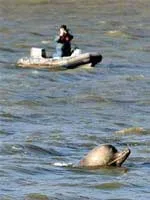 Cá voi lạc vào sông Thames