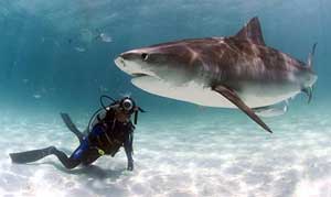 Cá mập báo Galeocerdo cuvieri