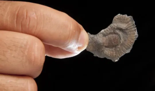 Sinh vật đa bào có thể tồn tại trước Kỷ Cambrian
