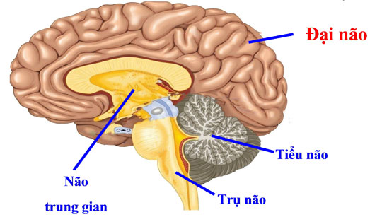 Đông bạn bè nhờ kích thước hạch hạnh nhân lớn