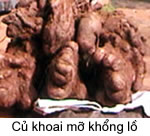 Củ khoai khổng lồ