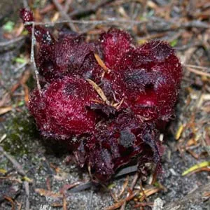 Cây sinh sản nhờ "nước hoa"