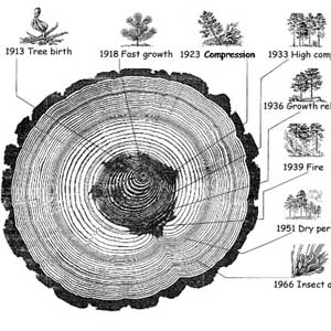 Dendrochronology - Bộ môn khoa học mới