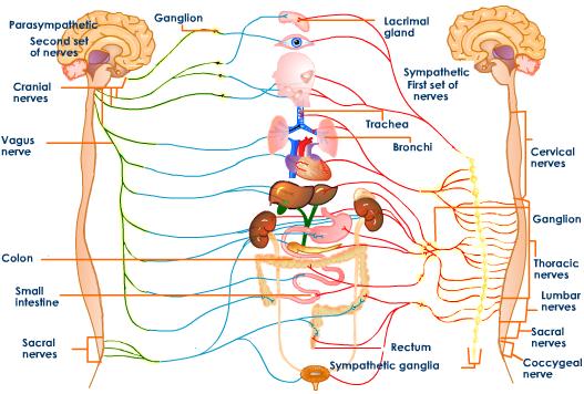 Chất lỏng phát sáng dây thần kinh