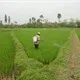 Sản xuất chế phẩm thuốc trừ sâu không độc hại
