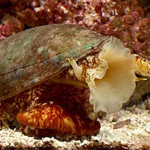 Thuốc giảm đau từ nọc độc sên nón biển