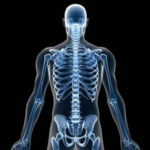 Khả năng sinh sản của đàn ông nằm ở xương