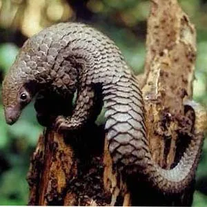 Two pangolin species successfully raised at Vietnam's Cúc Phương National Park