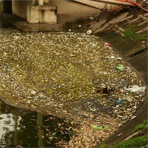 Tìm hiểu nguyên nhân cá chết tại hồ Thiền Quang