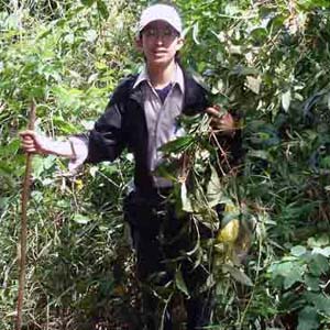 Phát hiện loài cây chữa bệnh ung thư