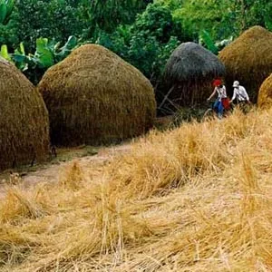 Biến rơm thành... nhiên liệu