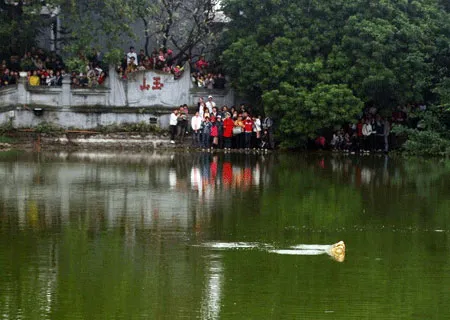 Căn cứ chứng minh Rùa Hồ Gươm là "hậu duệ" thần rùa