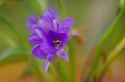 Bèo tây - Máy lọc nước