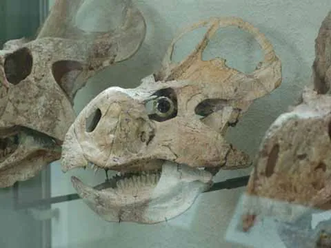Khủng long ăn thịt là loài săn đêm