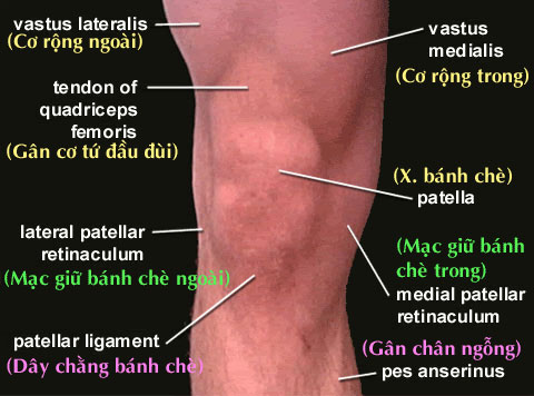 Tại sao không có xương bánh chè tại khuỷu tay?