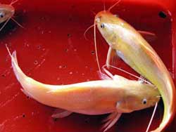 Nhân giống thành công cá lăng đặc sản