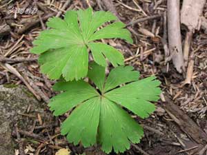 Cỏ một lá Kingdonia uniflora - Cây cô đơn nhất