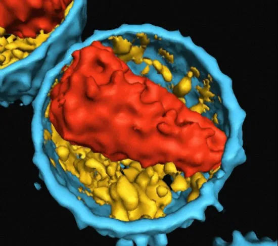 Italy sẽ thử nghiệm vắcxin HIV/AIDS tại Nam Phi