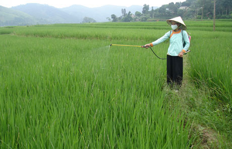 Thuốc trừ sâu làm giảm chỉ số IQ của trẻ