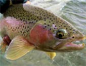 Biến tế bào gốc thành trứng