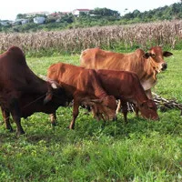 Biện pháp hiệu quả ứng phó dịch lở mồm long móng