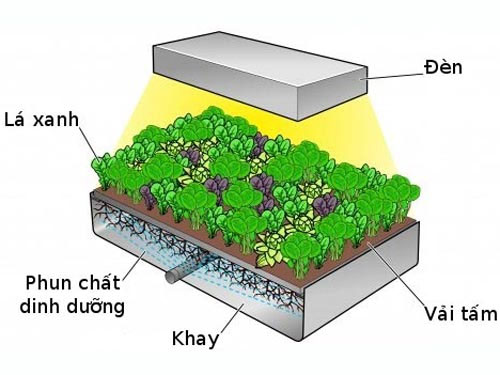 Trồng rau không cần đất