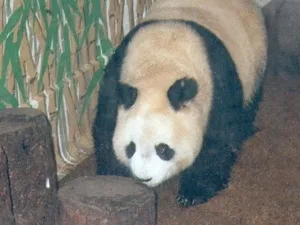 Gấu trúc "già" nhất thế giới đã qua đời ở tuổi 34