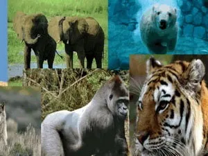 Trái Đất đối mặt nguy cơ đại tuyệt chủng lần 6