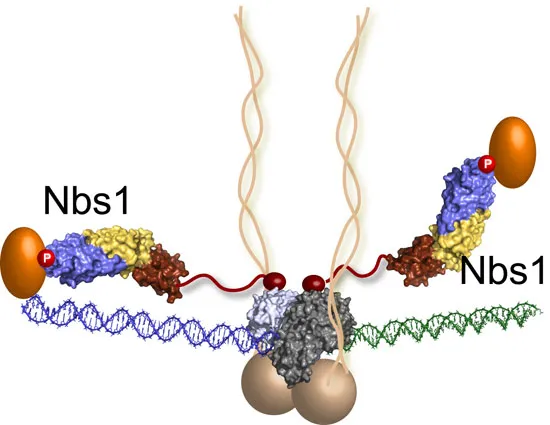 Nguyên nhân đứt gẫy DNA ở tế bào ung thư