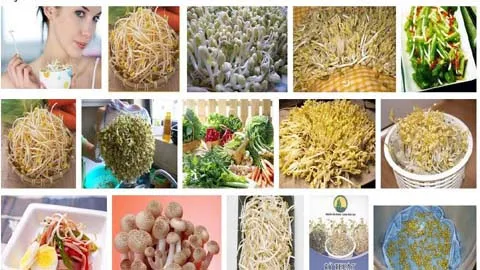 Lây nhiễm E.coli: Thủ phạm là giá đỗ?