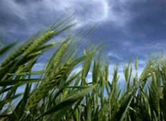 Tạo giống lúa mỳ chịu hạn, cao sản