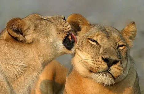 Động vật cũng lên đỉnh khi làm "chuyện ấy"