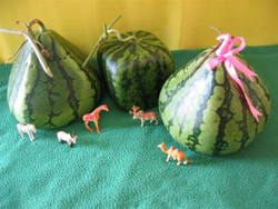 Chàng sinh viên và dưa hấu hình... kim tự tháp