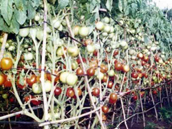 Cà chua ghép kháng bệnh