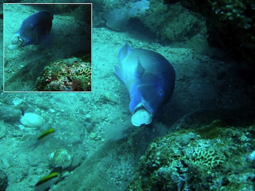 Xem cá sử dụng công cụ lấy thức ăn