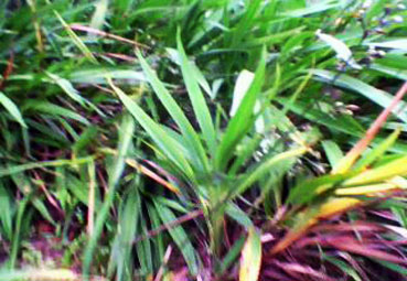 Trồng cây rễ hương dưới tán rừng cho hiệu quả cao