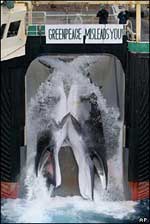 Thịt cá voi 'làm thức ăn cho chó'