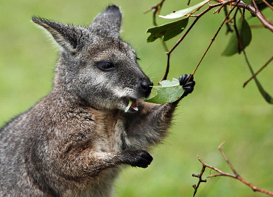 Tại sao Wallaby không thải khí Methane?