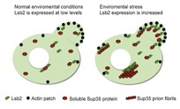 Phát hiện Protein Lsb2 ở nấm men thúc đẩy hình thành Prion