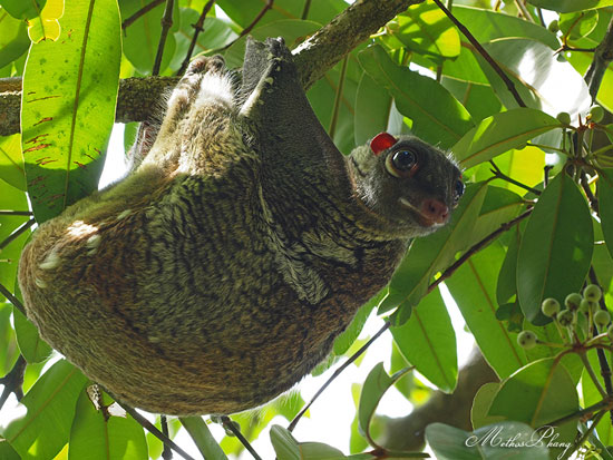 Vượn cáo Colugo tiêu hao nhiều năng lượng hơn khi ‘bay lượn’ trong không khí