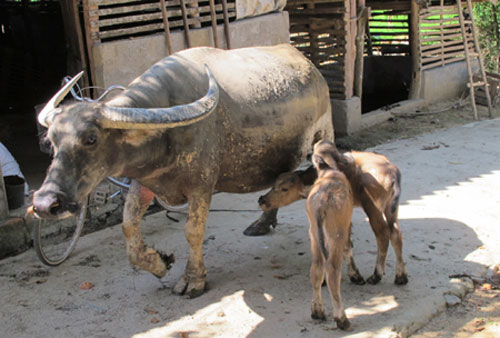 Xôn xao trâu mẹ sinh 2 con nghé