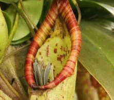 Xem cây “ăn thịt” chim sẻ