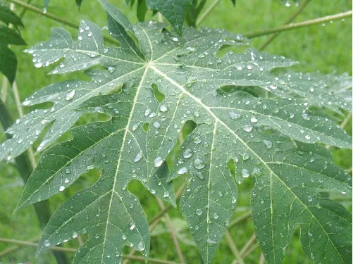 Lá đu đủ có thể chữa sốt xuất huyết
