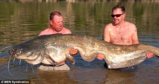 Bắt được cá da trơn khổng lồ nặng gần 84kg