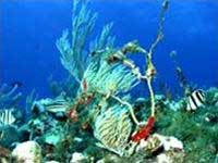 Tìm thấy kho tàng sinh vật dưới đáy biển